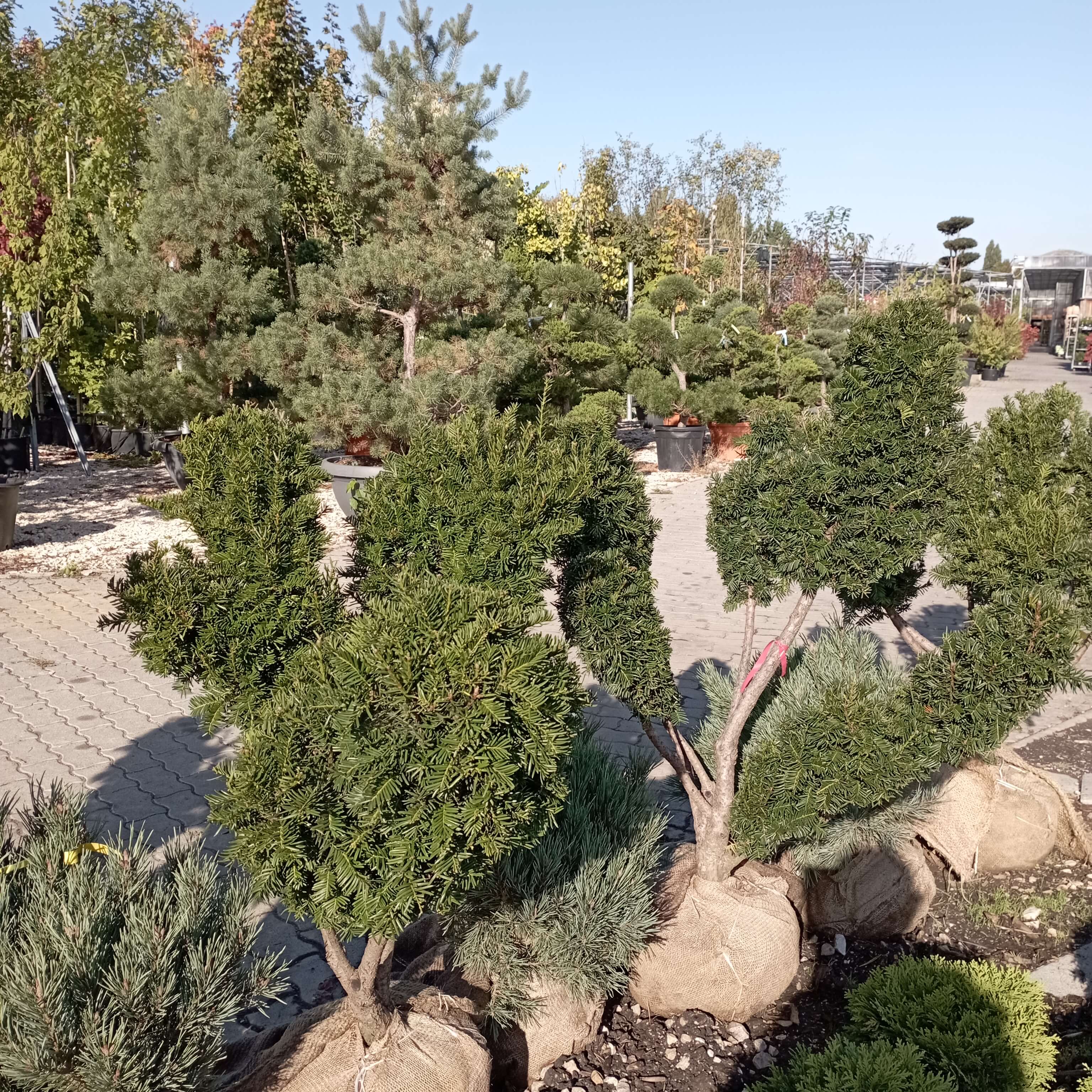 Taxus baccata 'Zöld' Közönséges tiszafa